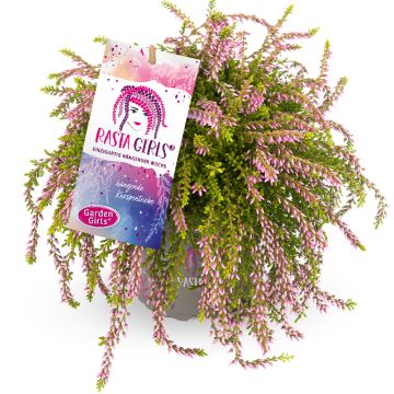 Calluna vulgaris Rasta Girls Rosa Claire - Heather