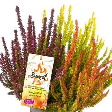 Calluna vulgaris Garden Girls Sunset Fire - Heather