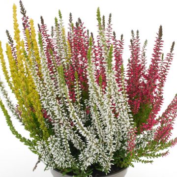 Calluna vulgaris Garden Girls Trio - Heather