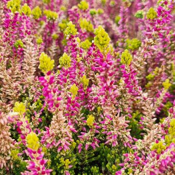 Calluna vulgaris Golden Angie - Heather