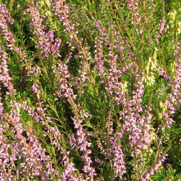 Calluna vulgaris Marleen - Heather