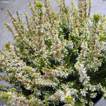 Calluna vulgaris Sandy - Heather