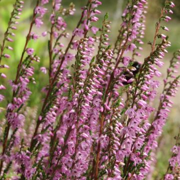 Calluna vulgaris Tib - Heather