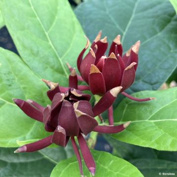 Calycanthus floridus Michael Lindsay- Sweetshrub