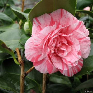 Camellia japonica Comte de Gomer