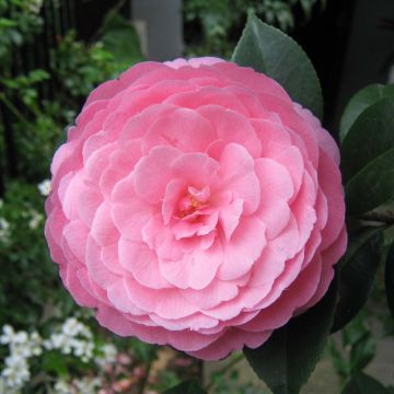 Camélia EG Waterhouse - Camellia (x) williamsii 