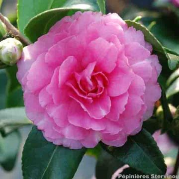 Camellia hiemalis Interlude