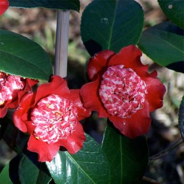 Camellia japonica Lipstick