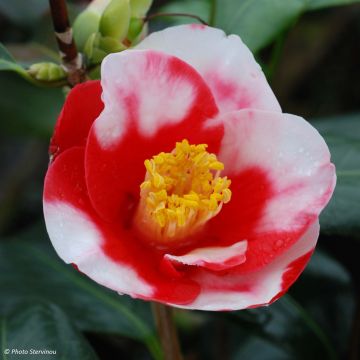 Camellia japonica Robert Lasson