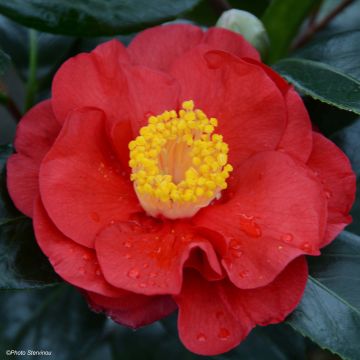 Camellia japonica San Dimas