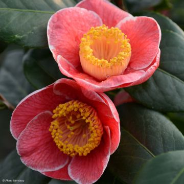 Camelia Sanpei Tsubaki - Camellia japonica