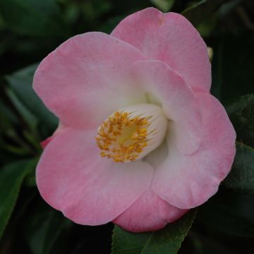 Camellia japonica Sunny Side
