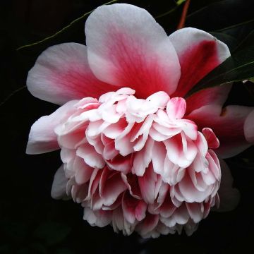 Camellia japonica Volunteer