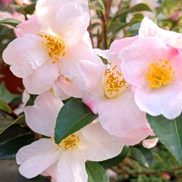 Camellia lutchuensis Fairy Blush