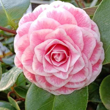 Camellia Tom Thumb
