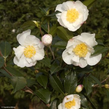 Camellia sasanqua Hinode-Gumo
