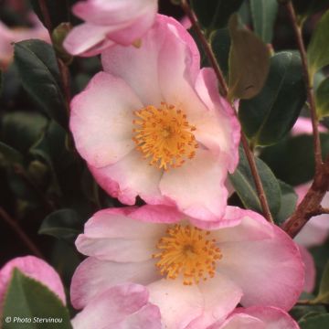 Camellia sasanqua Versicolor