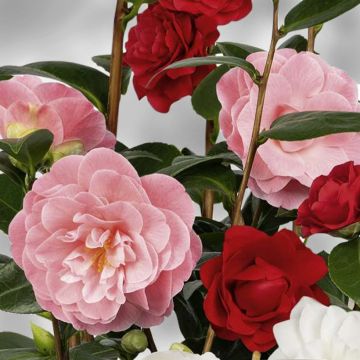 Camellia japonica Three Sisters (Red, Pink White)