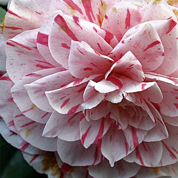 Camellia japonica Bonomiana