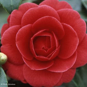 Camellia japonica Coquetti