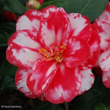 Camélia Donckelarii - Camellia japonica