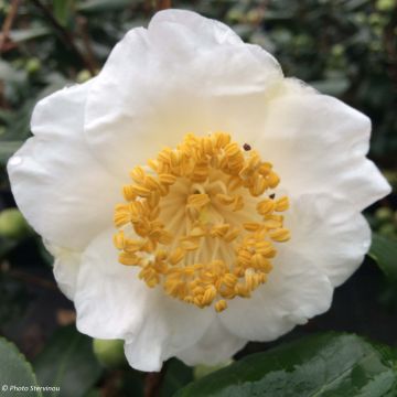 Camellia japonica de Higo Fuji