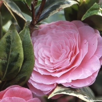 Camellia japonica Kerguelen