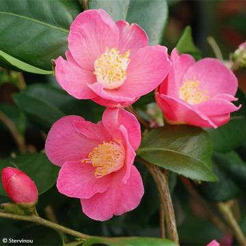 Camellia lutchuensis Koto No Kaori