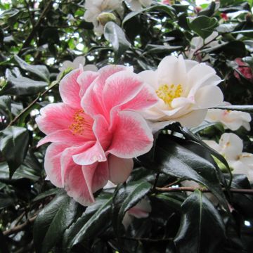 Camellia japonica Lady Vansittart