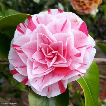 Camellia japonica Lavinia Maggi