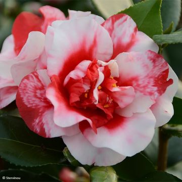 Camellia japonica Midnight Variegated