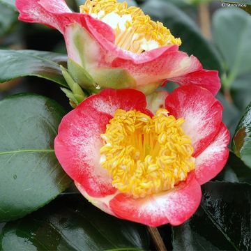 Camellia japonica de Higo Okan