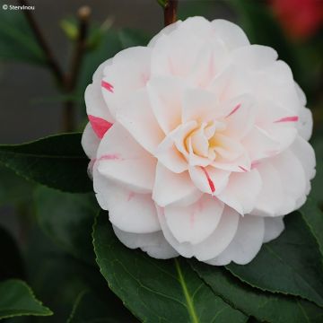 Camellia japonica Stacy Susan