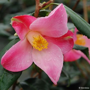 Camellia williamsii Tulip Time