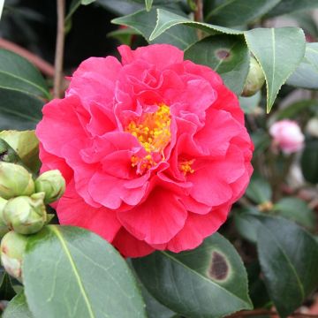 Camellia japonica Blood of China