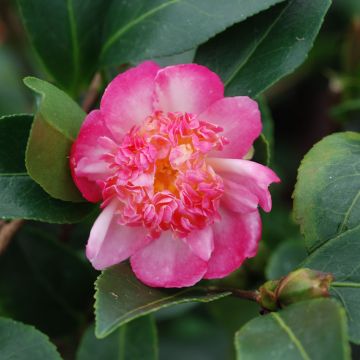 Camellia sasanqua Choji Guruma