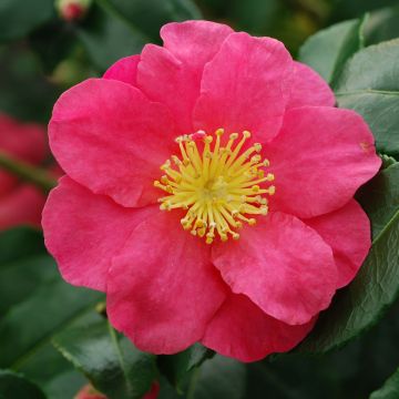 Camellia sasanqua Sekiyo