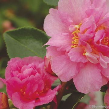 Camellia sasanqua Showa no Sakae