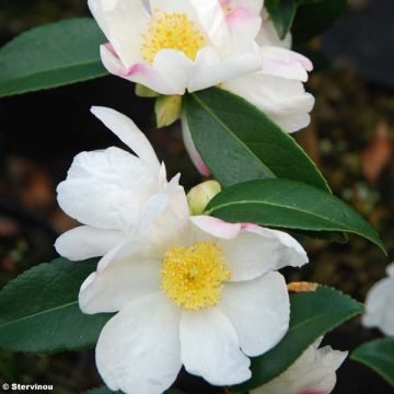 Camélia d'automne - Camellia sas. Survivor