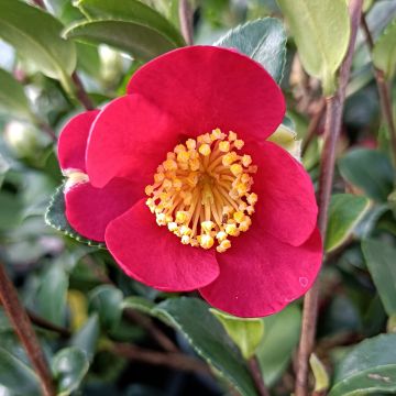 Camellia Yuletide