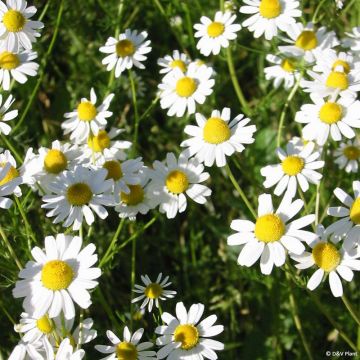 Matricaria chamomilla