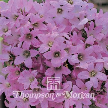 Campanula Lactiflora Dwarf Pink