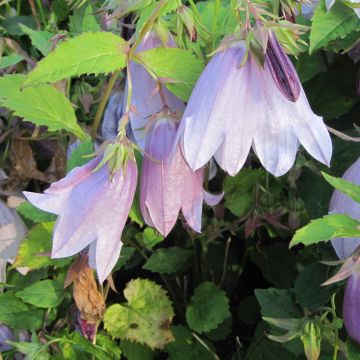 Campanula Iridescent Bells