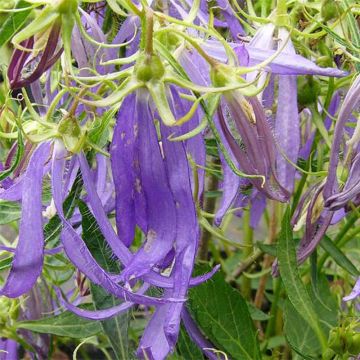 Campanula (x) punctata Blue Octopus - Campanule hybride Blue Octopus