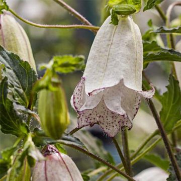 Campanula (x) punctata Milky Way - Campanule hybride.