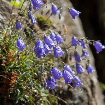 Campanula cochleariifolia