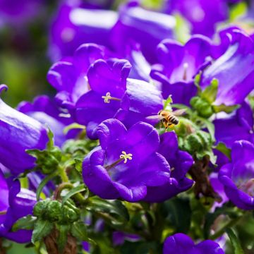 Campanula medium blue-flowered