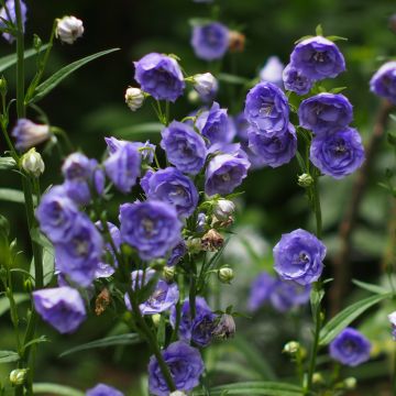 Campanula persicifolia La Belle