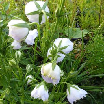 Campanula persicifolia La Bello