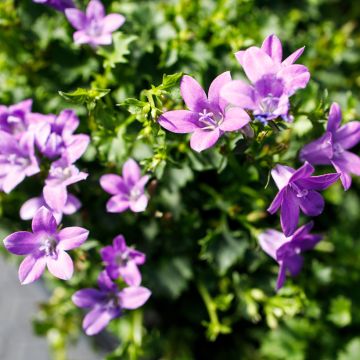 Campanula portenschlagiana Ambella Intens Purple